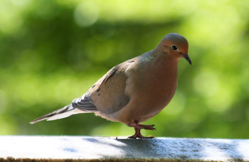 Mourning Dove (Zenaida macroura)