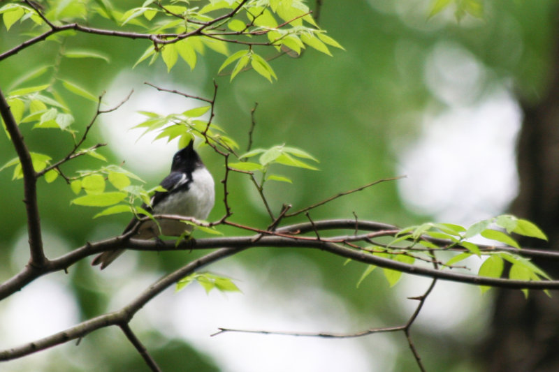 Black-throated Blue Warbler (Setophaga caerulescens) Male - Central Park, NYC, US