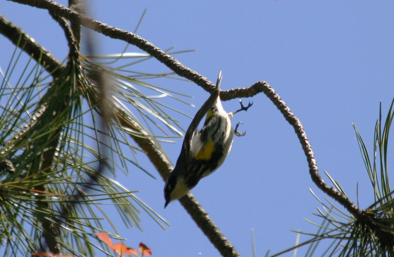 Yellow-rumped or Myrtle Warbler (Setophaga coronata) Prospect Park, Brooklyn NYC