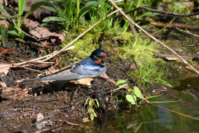 American Barn Swallow (Hirundo rustica erythrogaster) Prospect Park, Brooklyn NYC