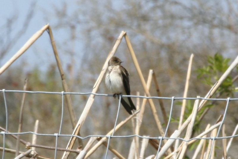 Northern Rough-winged Swallow (Stelgidopteryx serripennis) Staten Island, NYC