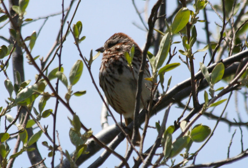 Song Sparrow (Melospiza melodia) Staten Island