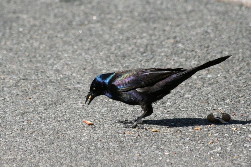 Common Grackle (Quiscalus quiscula) Prospect Park, Brooklyn NYC