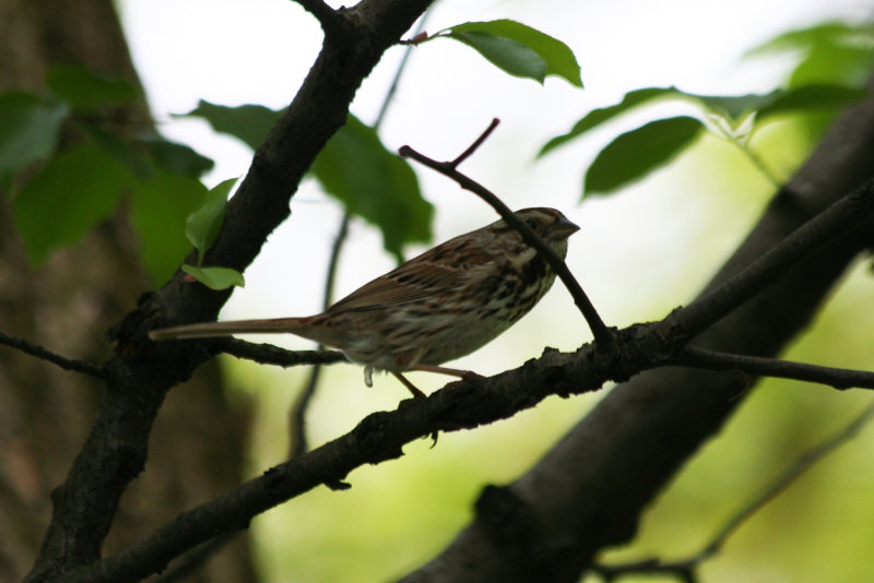 Song Sparrow (Melospiza melodia) Central Park NYC