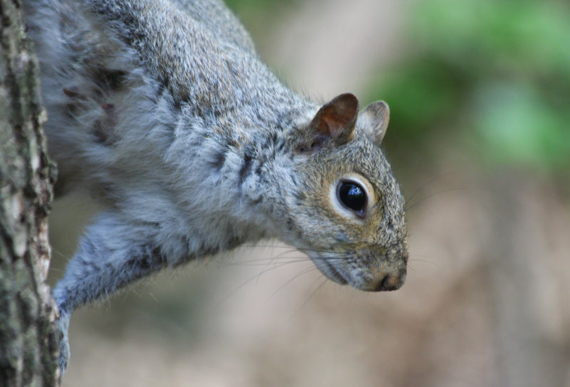 Eastern Gray Squirrel (Sciurus carolinensis) Central Park NYC