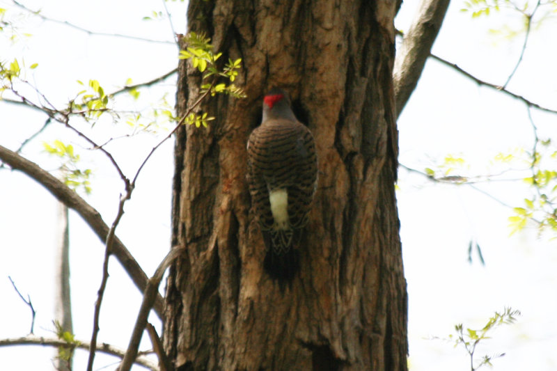 Northern Flicker (Colaptes auratus) Central Park NYC
