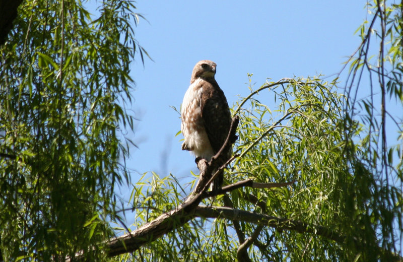 Red-tailed Hawk (Buteo jamaicensis) Greenwood Hill Cemetary, Brooklyn NYC