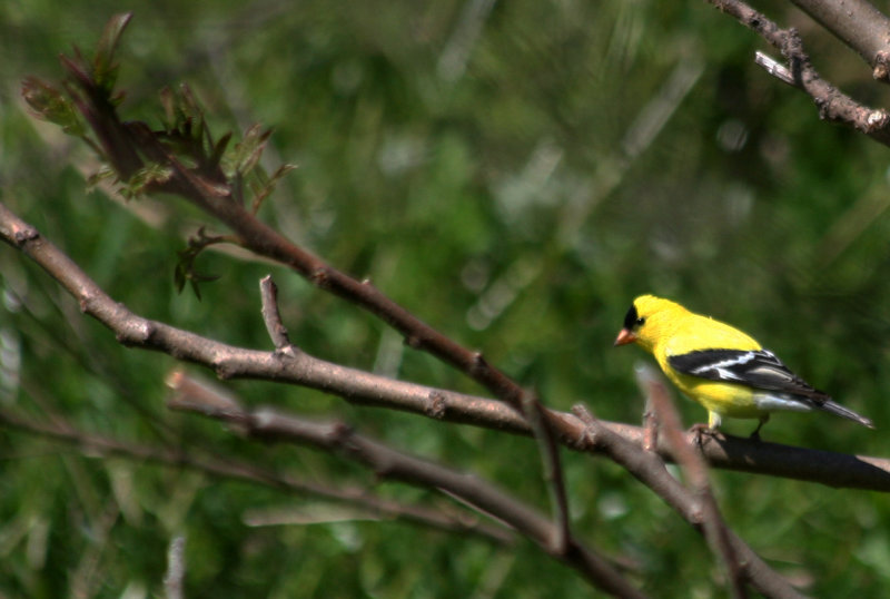 American Goldfinch (Carduelis tristis) Prospect Park, Brooklyn NYC