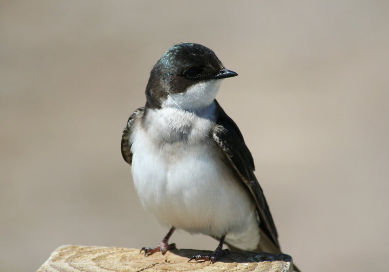 Tree Swallow (Tachycineta bicolor) Jamaica Bay Wildlife Refuge