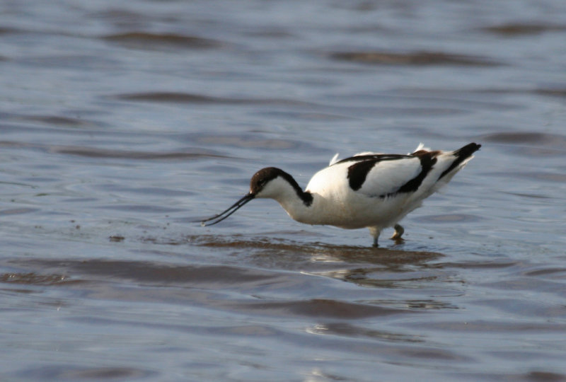 Pied Avocet (Recurvirostra avosetta) De Ronde Venen, Waverhoek