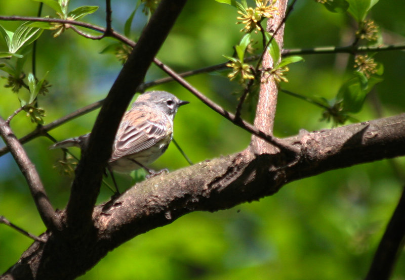 Yellow-rumped or Myrtle Warbler (Setophaga coronata) Prospect Park, Brooklyn NYC
