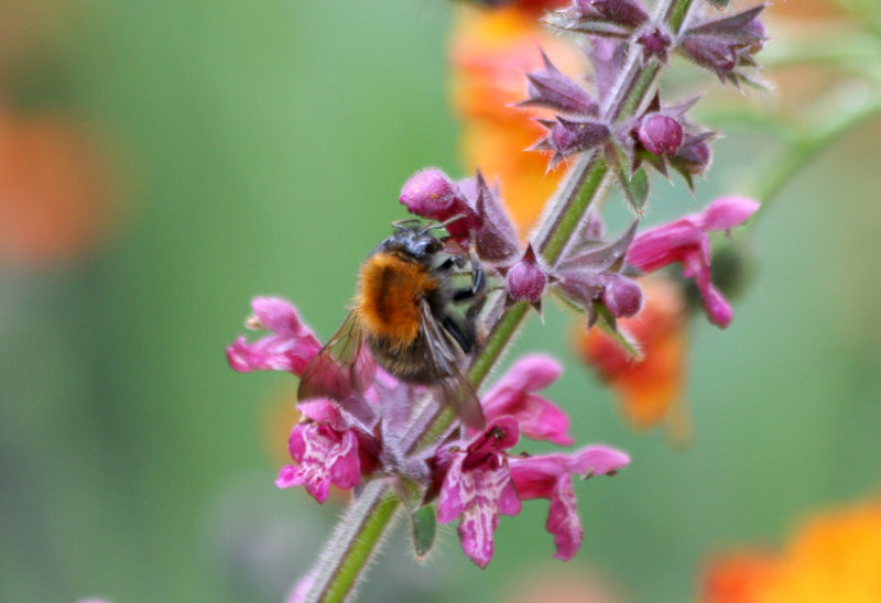 Common Carder Bumblebee (Bombus pascuorum) Rotterdam, Botanische tuin Kralingen