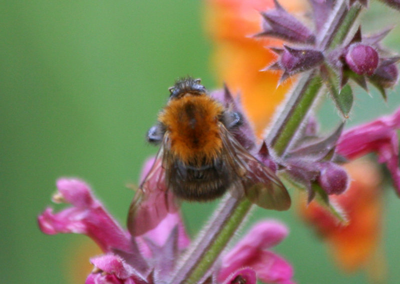 Common Carder Bumblebee (Bombus pascuorum) Rotterdam, Botanische tuin Kralingen