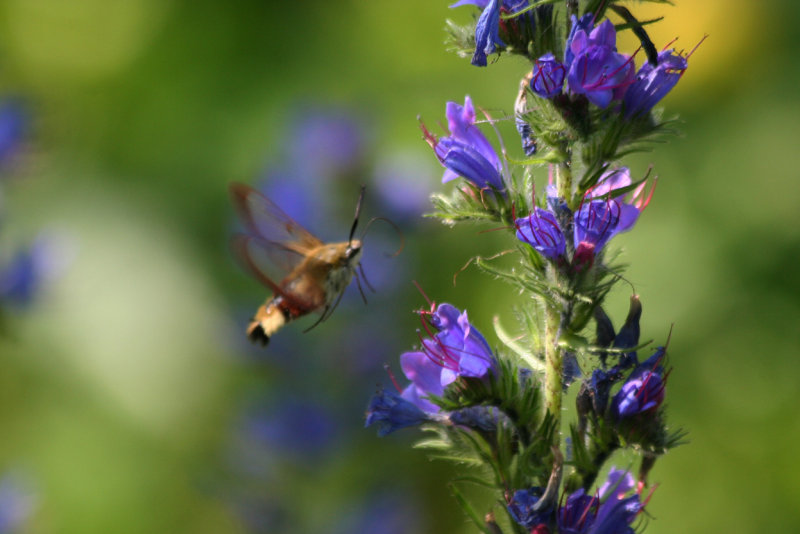 Broad-bordered Bee Hawk-moth (Hemaris fuciformis) Noordhollands Duinreservaat, Terrein Bergen Noord