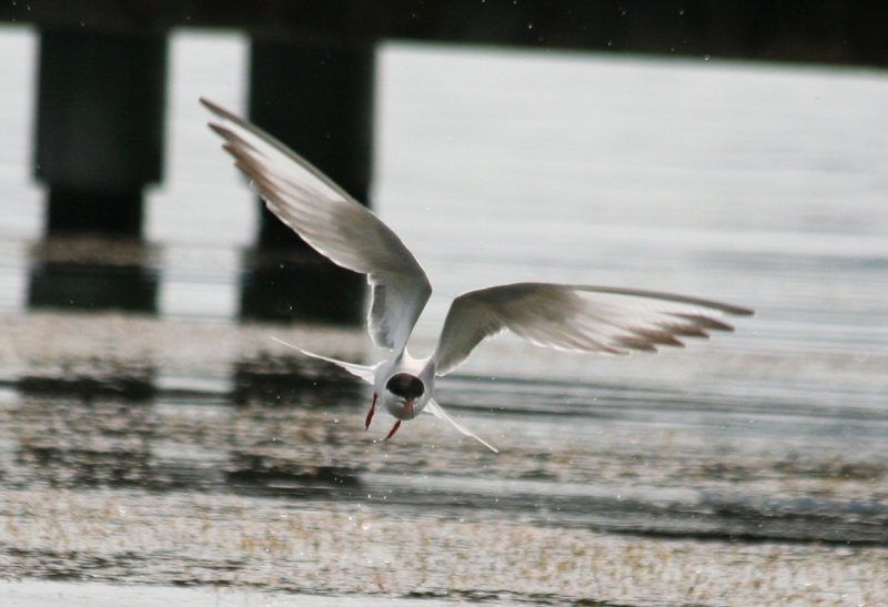 Common Tern (Sterna Hirundo) Kralingse Plas, Rotterdam