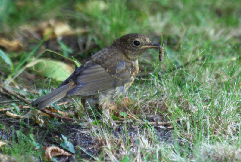 European Robin (Erithacus rubecula) Juvenile - Heiloo