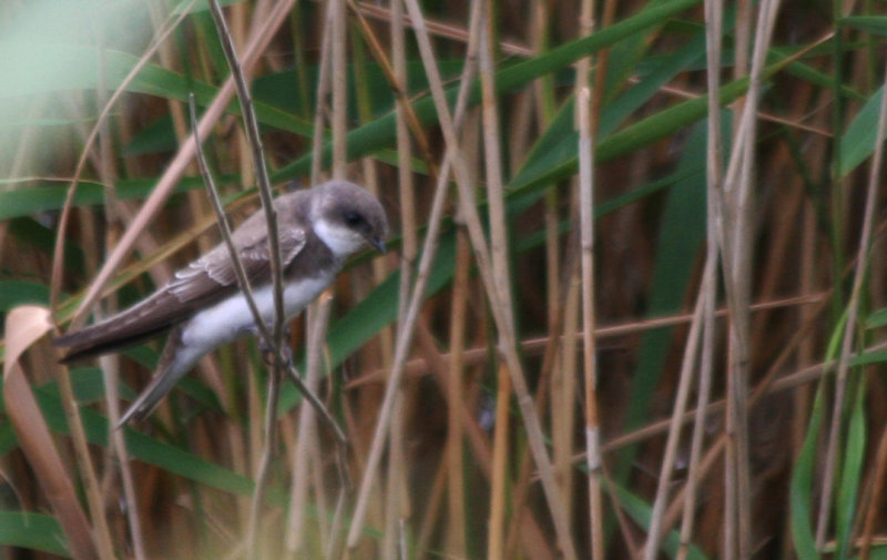 Sand Martin (Riparia riparia) Oud-Vossemeer - Stinkgat