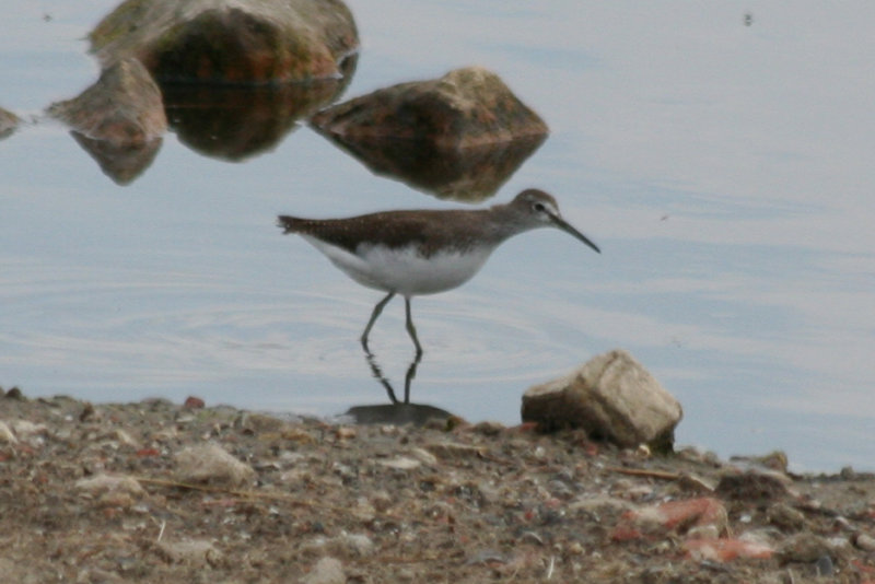 Green Sandpiper (Tringa ochropus) Oud-Vossemeer - Stinkgat.JPG