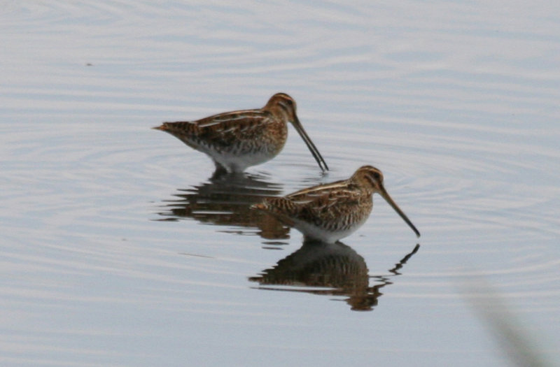 Common Snipe (Gallinago gallinago) Oud-Vossemeer - Stinkgat