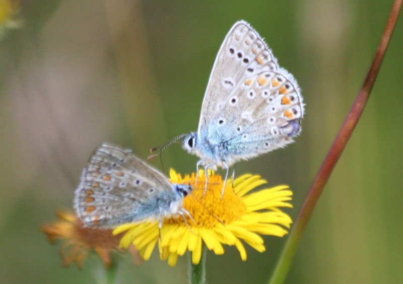 Common Blue (Polyommatus icarus)  Oostvoornse Meer - Brielse Gatdam