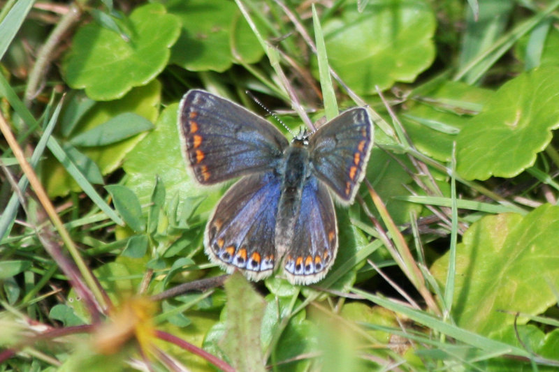 Common Blue (Polyommatus icarus)  Oostvoornse Meer - Brielse Gatdam