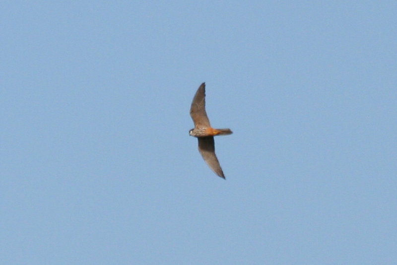 Eurasian Hobby (Falco subbuteo) Oostvoornse Meer - Brielse Gatdam.JPG