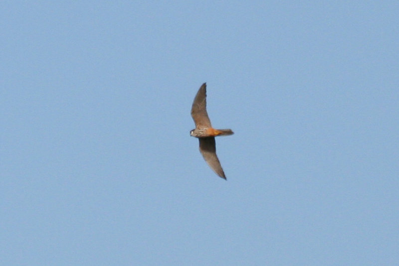 Eurasian Hobby (Falco subbuteo) Oostvoornse Meer - Brielse Gatdam