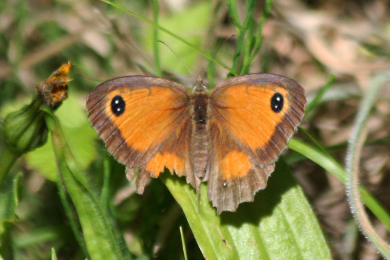 Gatekeeper (Pyronia tithonus) Oostvoornse Meer - Parnassiavlak