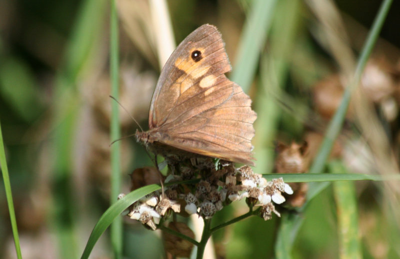 Meadow Brown (Maniola jurtina) Oostvoornse Meer - Parnassiavlak