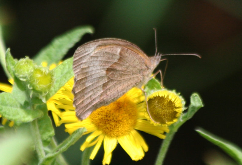 Meadow Brown (Maniola jurtina) Oostvoornse Meer - Parnassiavlak