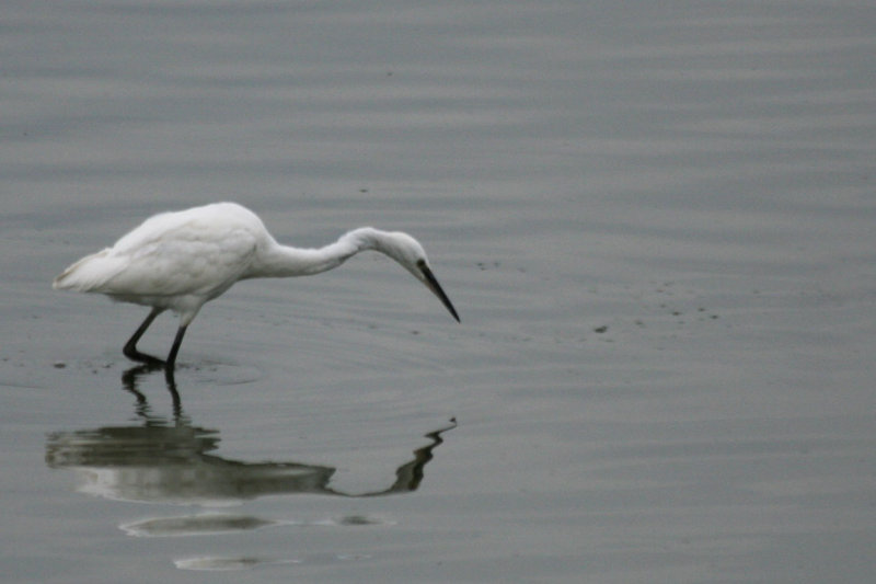 Little Egret (Egretta garzetta) Antwerpen, Blokkersdijk.JPG