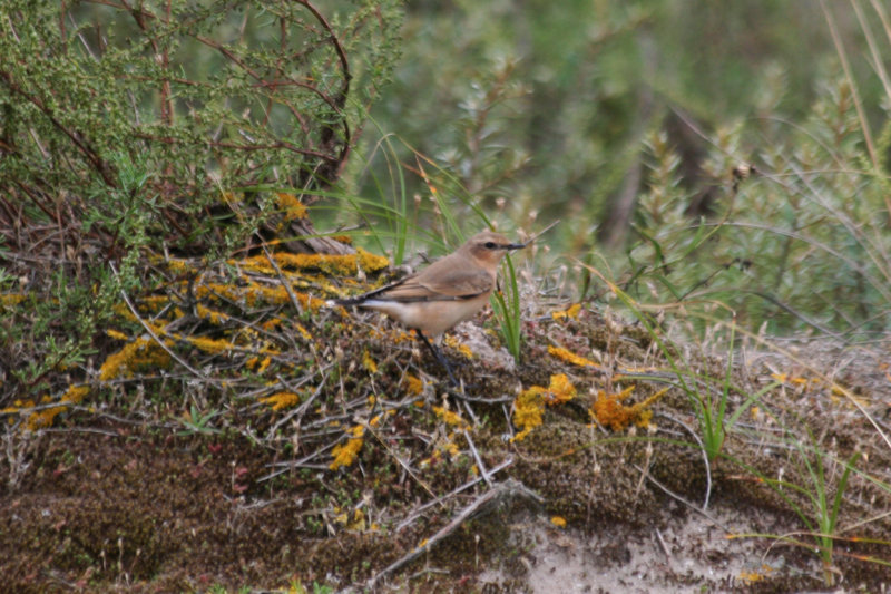 Northern Wheatear (Oenanthe oenanthe) IJmuiden - Strand Zuidpier