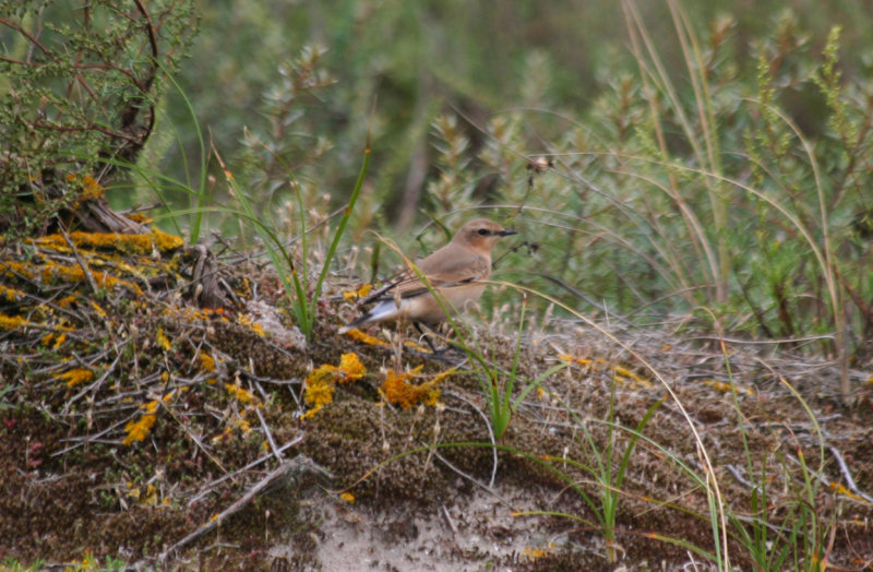 Northern Wheatear (Oenanthe oenanthe) IJmuiden - Strand Zuidpier