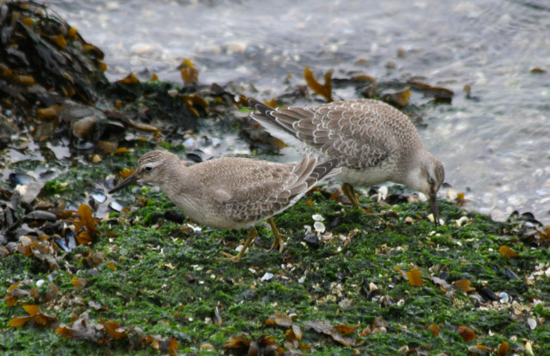 Red Knot (Calidris canutus) IJmuiden - Zuidpier.JPG