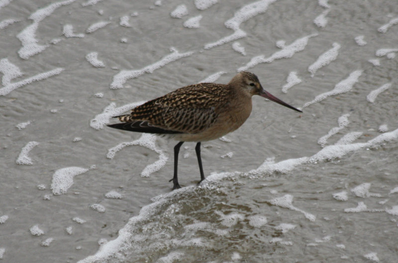 Bar-tailed Godwit (Limosa lapponica) IJmuiden - Strand Zuidpier