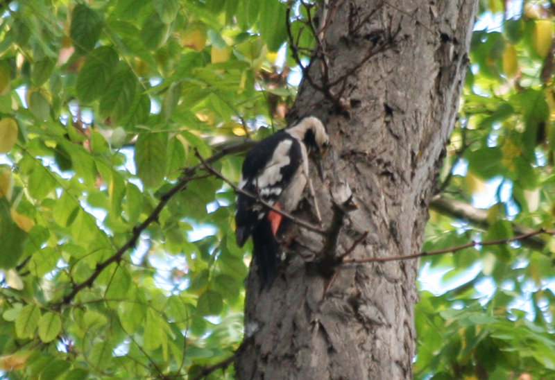 Syrian Woodpecker (Dendrocopos syriacus) Istanbul - Turkey