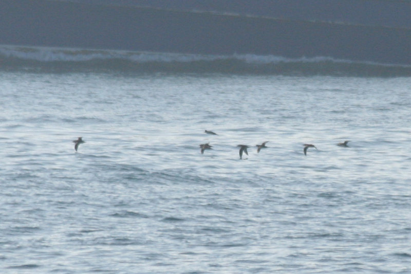 Yelkouan Shearwater (Puffinus yelkouan) Turkey - Istanbul