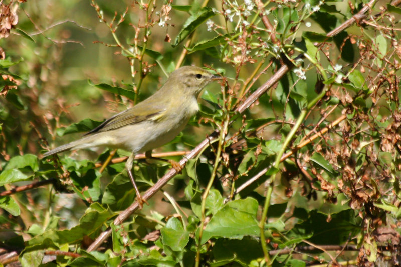 Willow Warbler (Phylloscopus trochilus) Turkey - Istanbul