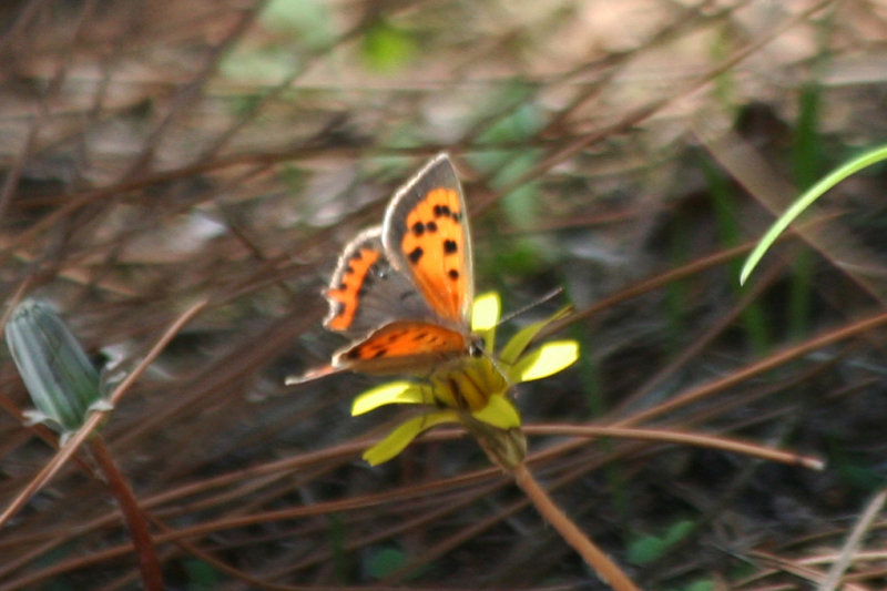 Small Copper (Lycaena phlaeas) Turkey - Istanbul