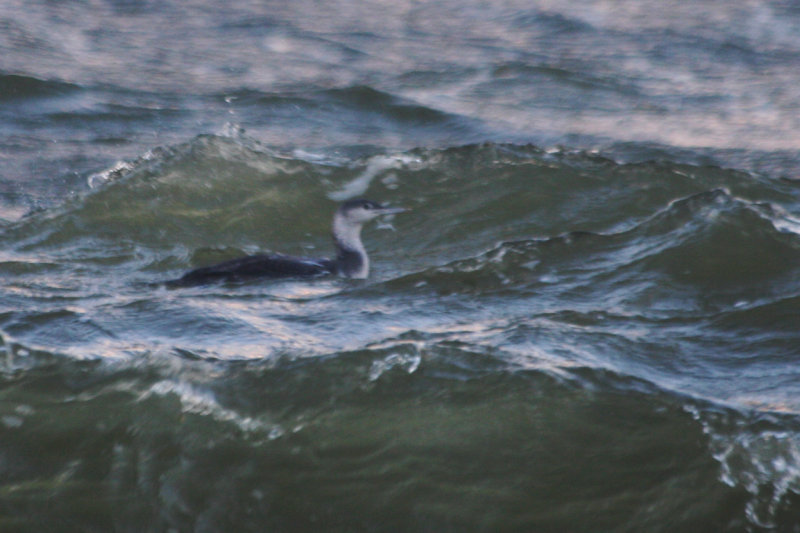 Red-throated Loon (Gavia stellata) IJmuiden - Zuidpier