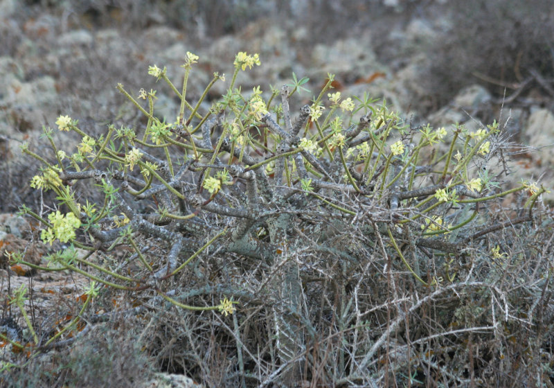 Euphorbia balsamifera - El Cotillo Lava Fields