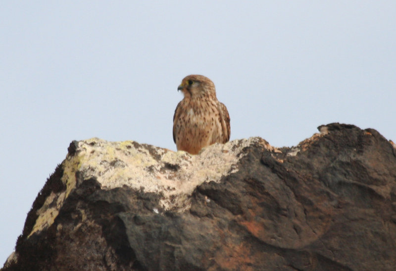 Common Kestrel ssp dacotiae (Falco tinnunculus dacotiae) Fuerteventura, Isla des Lobos