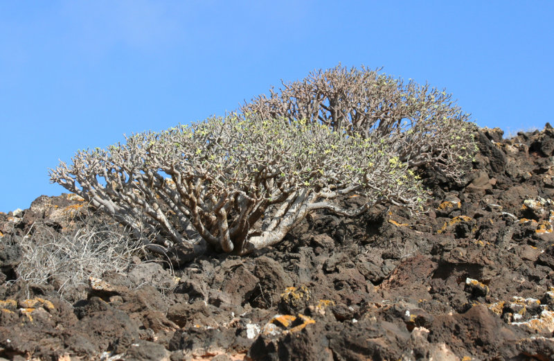 Euphorbia balsamifera - Fuerteventura, Isla des Lobos