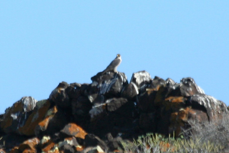 Barbary falcon (Falco peregrinus pelegrinoides) Fuerteventura, Isla des Lobos