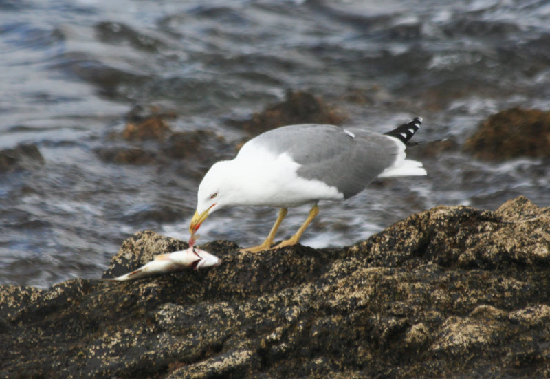 Atlantic Yellow legged Gull (Larus michahellis atlantis) Fuerteventura - Isla des Lobos