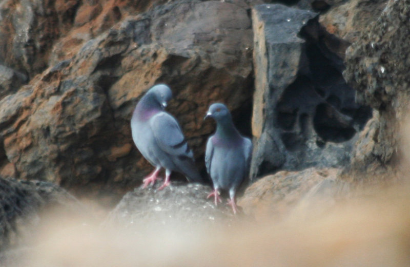 Rock Pigeons (Columba livia) Fuerteventura - Isla des Lobos.JPG