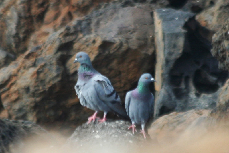 Rock Pigeon (Columba livia) Fuerteventura - Isla des Lobos
