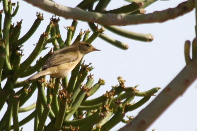Canary Islands Chiffchaff (Phylloscopus canariensis) Fuerteventura, El Cotillo