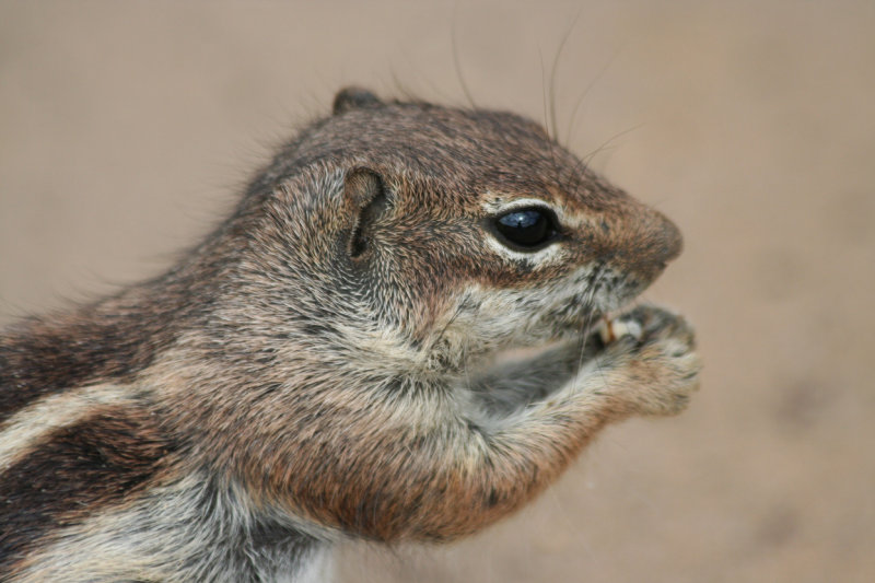 Barbary Ground Squirrel (Atlantoxerus getulus) Fuerteventura, El Cotillo plains