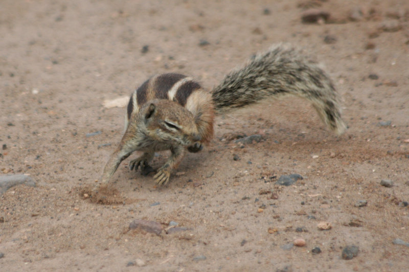 Barbary Ground Squirrel (Atlantoxerus getulus) Fuerteventura, El Cotillo plains.JPG